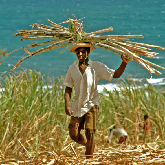 paysan culture récolte haiti