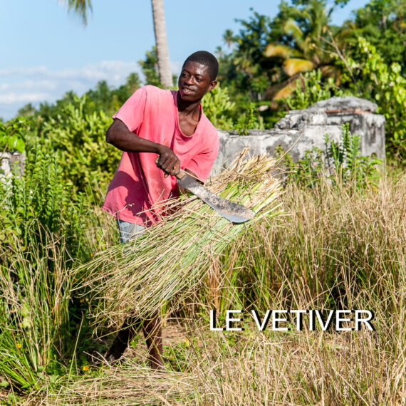recolte vetiver homme haiti